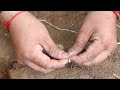 making amazing trap to catch the Greater coucal bird