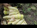 Single mother goes to the forest to break bamboo shoots mother-in-law at home to boil 3 colors