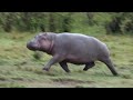 GoArmy - The Motivated Hippo - Hard Work Work