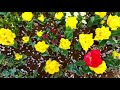 13 April 2023 Tulips of Japan/Ate Bebs tv