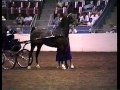 2003 Hackney Pony Stallion/Gelding World Championship & 1991 CNE Hackney Pony Stake