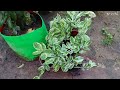 Devil's backbone/Pedilanthus Plant Care | How To Grow & Care Devil's backbone