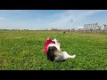 【パピヨンとコーギーのミックス犬】春を感じながら広場で愛犬と遊びました　I played with my dog ​​in the square, feeling the spring coming.