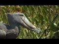 The Dark Side of Shoebill Chicks | Africa | BBC Earth
