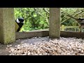 Scottish Wild Birds Feeding Table Cat Entertainment