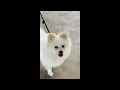 #pomeranian enjoys a bath #pom #dog