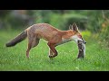 THE BEST! Fox Caller Sound - FoxPro Vermin Pest Control - Squeek Hunting Shooting Predator