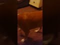 Pit bull throwing a tantrum