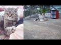 🐱🤣 Funniest Cats and Dogs 🐶🐈 Funniest Animals # 15