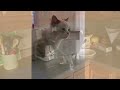 Funniest Cats in The World Will Make You Unable To Stop Laughing! 😹 Funny Pets 2024