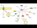 AMPK Signaling Pathway: Regulation and Downstream Effects