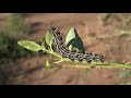 A Spring Fling - Cuyamaca Rancho State Park 1080p