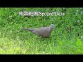 珠頸斑鳩/Spotted Dove