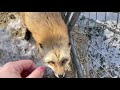 When Foxes Start to Trust Again