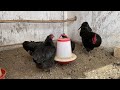 تربية دجاج يوم جميل في المزرعة مع دجاج الخليط وسلالات مشروع جميل