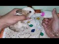 Paano mag bottle feed ng baby rabbits l SirRap Rabbitry