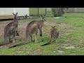 Kangaroos on the street, Sussex Inlet, NSW, Australia