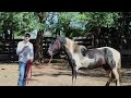 Training A WILD HORSE Again! Untouched Stallion (Roping and First Haltering)