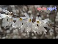 우리 나라 고유종!  '미선나무'  열매와 꽃시절~ White Forsythia 하얀 개나리! 초봄의 전령사~