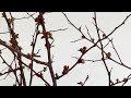 How To Care for Blooming Branches | FLORA LUX