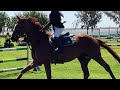 EQUESTRIAN COMPETITION 1 AT THE GOLD COAST SHOW//#horses #equestrian #goldcoastaustralia