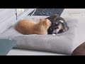 cats bonded pair