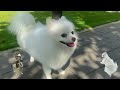 Relaxing Music For Puppy 12 HOURS 🐶 Anti-Anxiety Music for Dogs - Soothing Piano Music for Dogs
