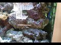 kev green 5 foot marine tank