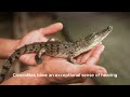 Crocodile | Animal Facts Series | Episode 35