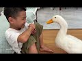 How do the duck and the cat react when I'm unhappy and crying?Funny and lovely animal video.