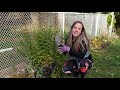 Obedient Plant: Harvesting & Planting Seeds | Growing Native Plants in Suburbia