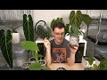 Plants I'm Purging - got too close to 500 houseplants 🙂‍↔️