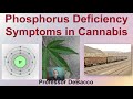 Phosphorus Deficiency Symptoms in Cannabis