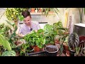 Combine your indoor plants in ONE POT to maximize SPACE