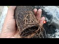 How To Easily Cuttings Soursop To Grow 100% Roots Only 8 Weeks..