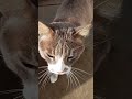 REMIX DEL GATUNO!!😺EL GATUNO DE CADI.