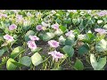 Beautiful Purple Wild Flowers On The Beach|Super Bloom|Felly Lifestyle