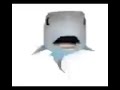 shark pog