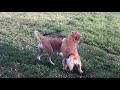 Gollie & Ibizan Hound playing