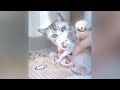 😅 Funniest Cats 🐱😻 Funniest Animals 2024 🐱🤣