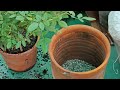 গাছ ভর্তি ফুল পেতে কি যত্ন করব এখন / Rose plant care/