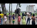 হাতিকে চাঁদা না দেওয়ায় শুঁড়ে পেঁচিয়ে আ'ছাড় দিয়ে মে'রেই ফেলল | Elephant Attack | Kishoreganj