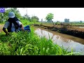 Flexible Rod!! Fish Striking in the Ditch is Addictive || Microfishing @emasyahyachannel