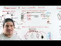 Acute Lymphoblastic Leukemia (ALL)