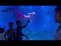 Mermaid Aquarium show in Chennai City . Please like share and subscribe ❤️