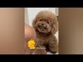 You Laugh You Lose😿🐶Funniest Dogs and Cats 2024😿🐶