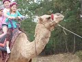 Taking a Camel Ride