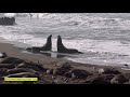 Battling Elephant Seals, San Simeon, California 2020 4K video