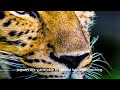 Jaguar | Animal Facts Series | Episode 32