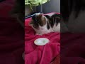 Cute cat understands sign language